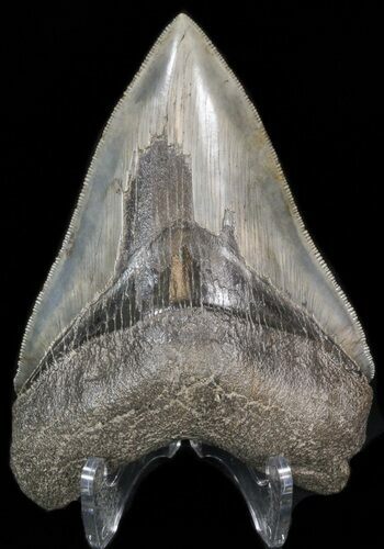 Serrated, Megalodon Tooth - Great Tip #41150